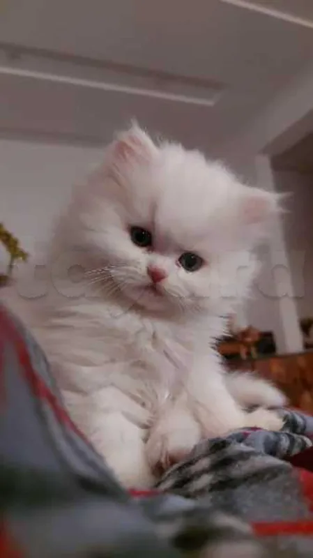 chat persan - Miniature 4