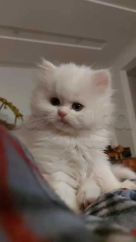 chat persan - Miniature 5