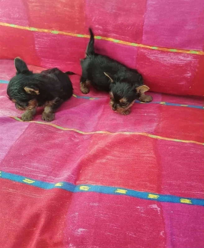 chiots yorkshire toy âge 7 semaines