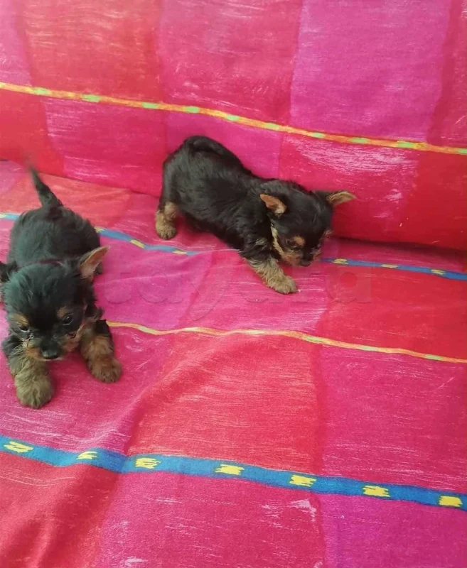 chiots yorkshire toy âge 7 semaines - Miniature 2
