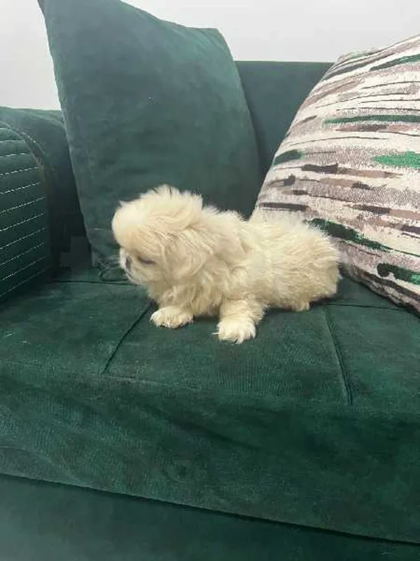 pekînois - Miniature 2