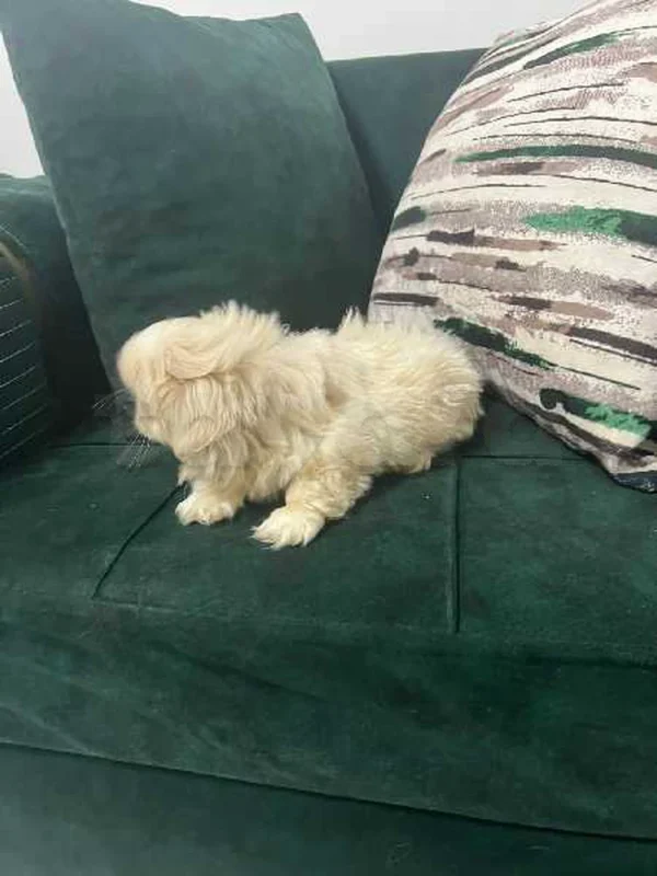 pekînois - Miniature 3