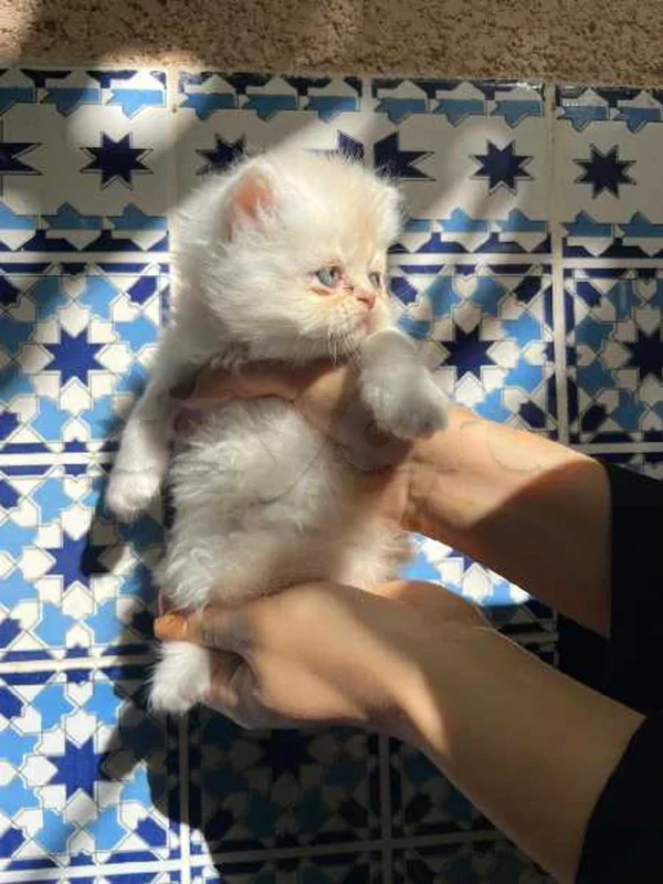 à vendre chat person