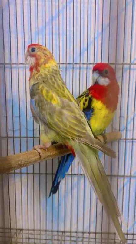 un couple omnicolore