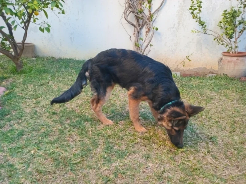 Berger allemand à vendre - Miniature 2