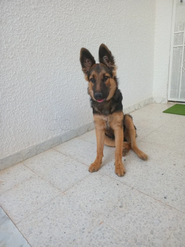 Berger allemand à vendre - Miniature 3