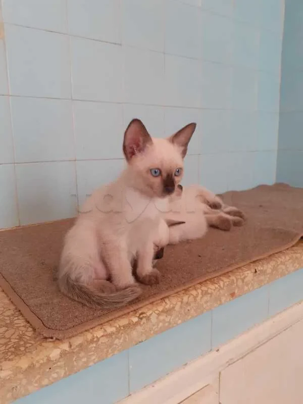 chatons siamois - Miniature 2