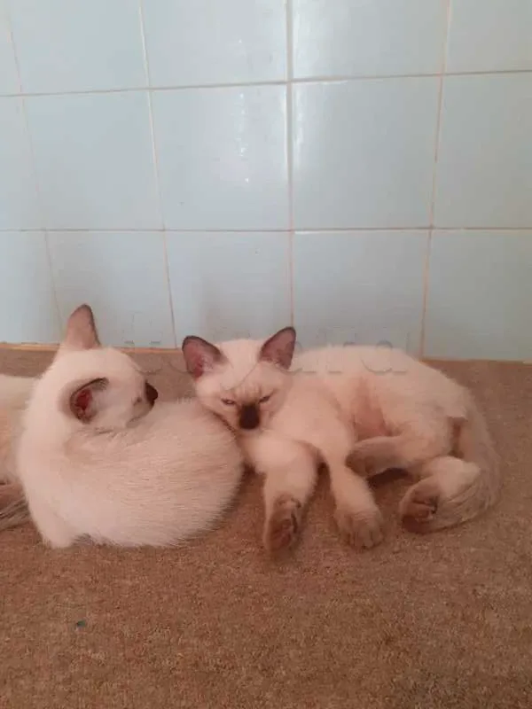 chatons siamois - Miniature 3