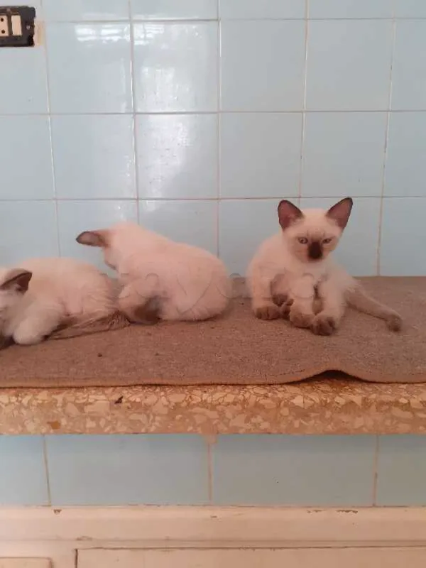 chatons siamois - Miniature 4