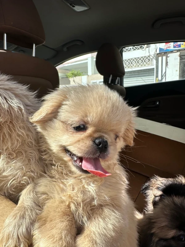 Chiot pekinoi - Photo 1