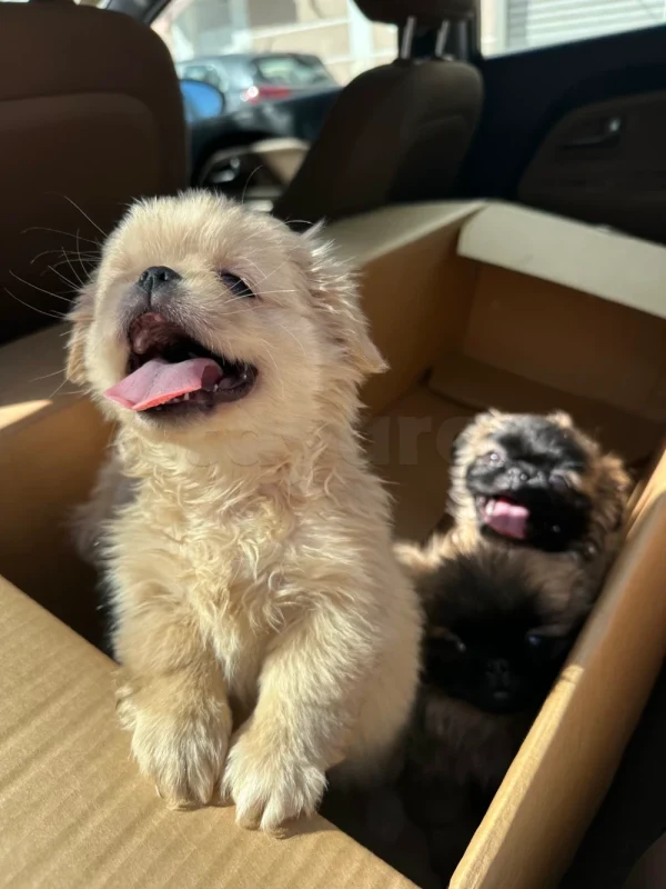 Chiot pekinoi - Miniature 2