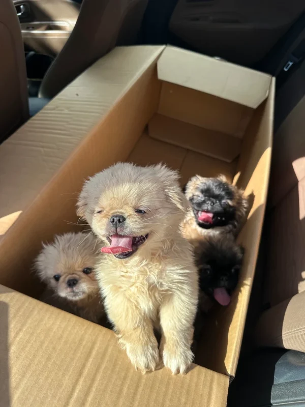 Chiot pekinoi - Miniature 3
