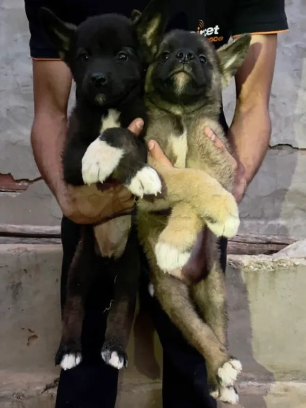 couple akita