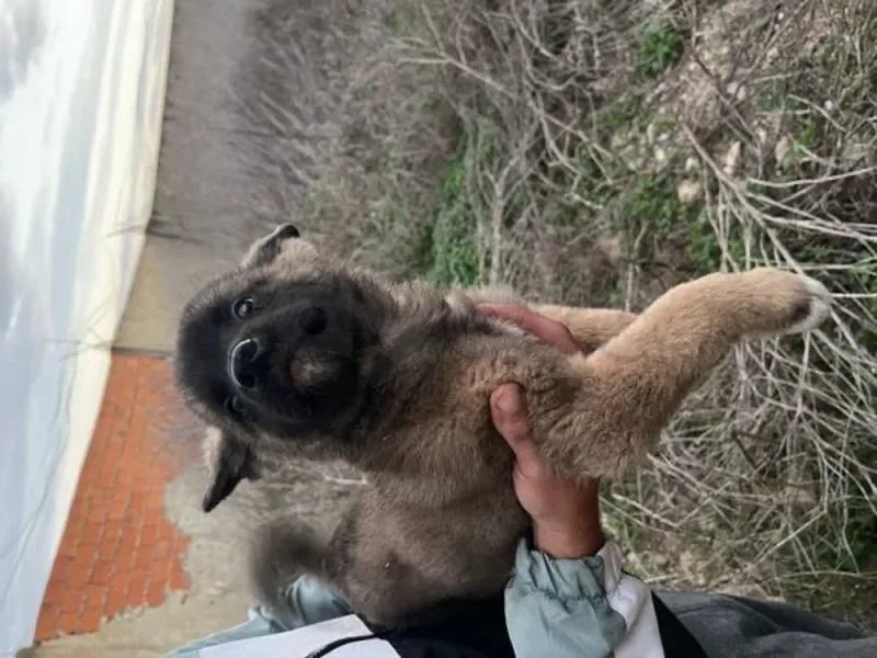 couple akita - Miniature 2