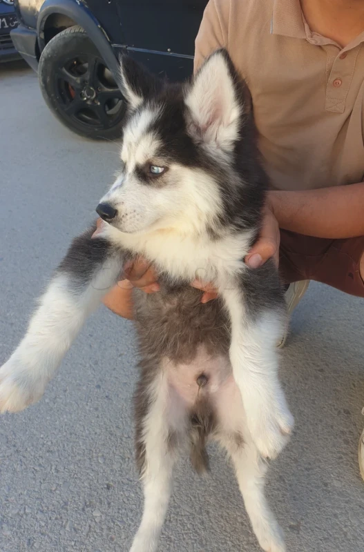 Couple Husky 🐶 - Miniature 2