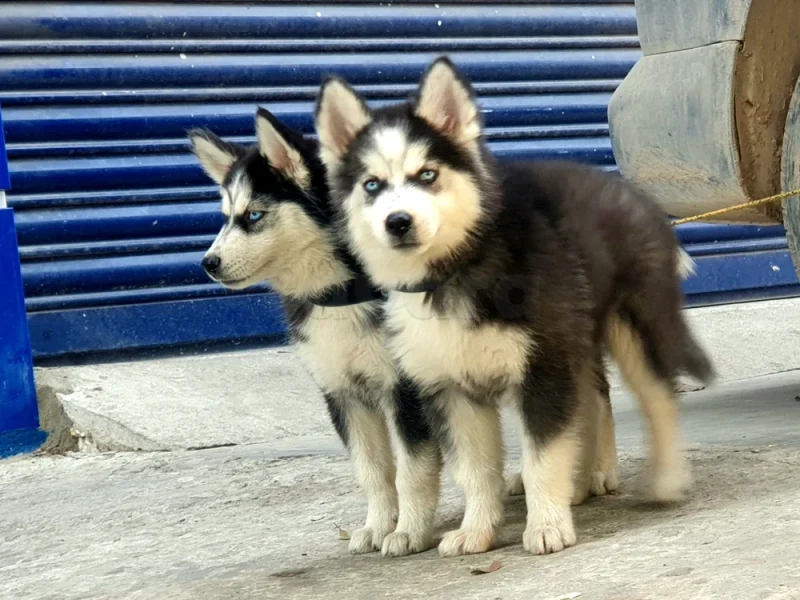 Couple Husky 🐶 - Miniature 3