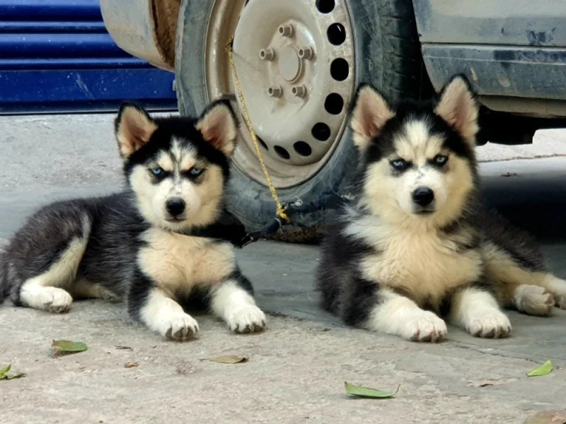 Couple Husky 🐶 - Miniature 4