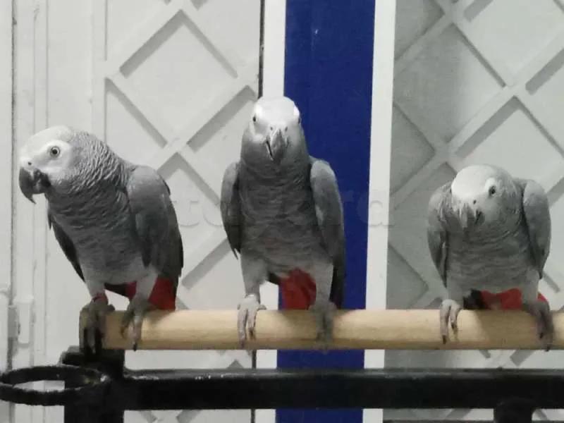 Perroquet - Miniature 2