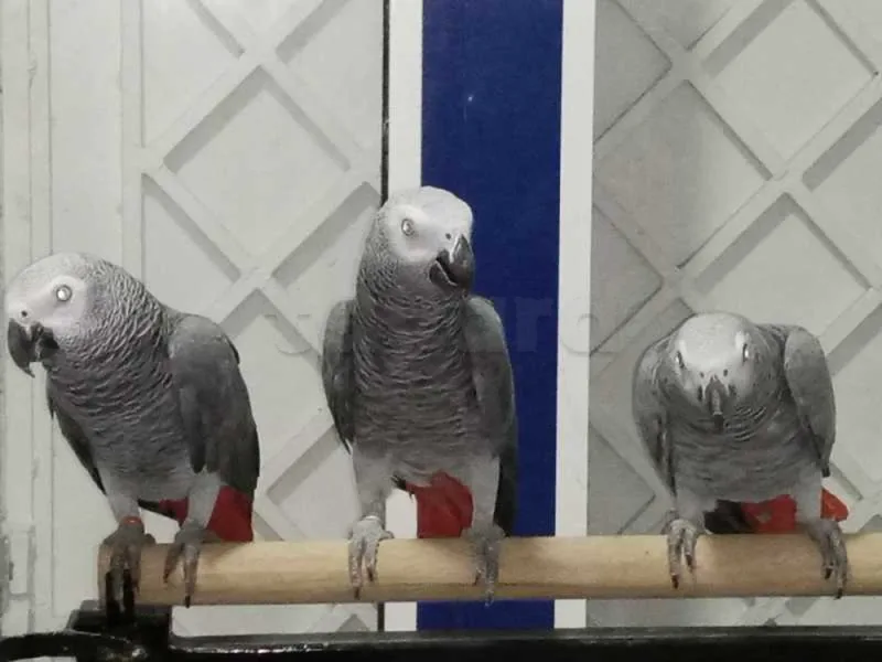 Perroquet - Miniature 3