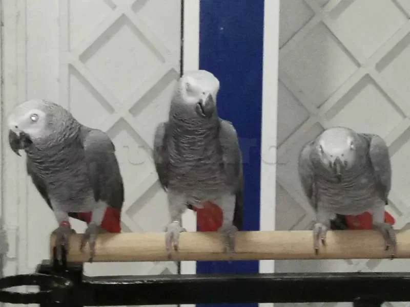 Perroquet - Miniature 4