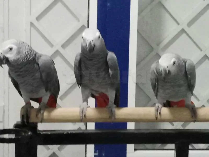 Perroquet - Miniature 5