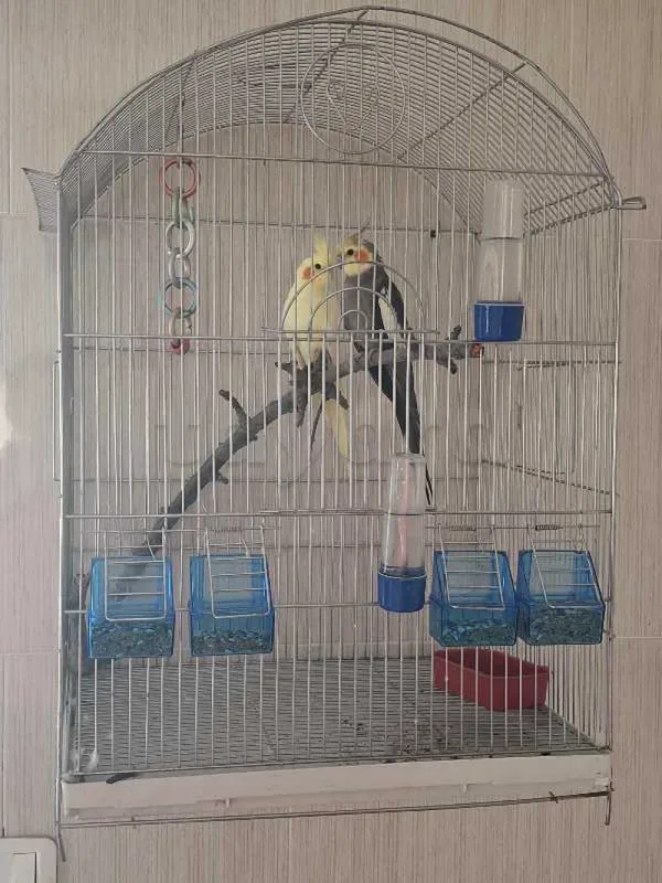 Magnifique couple de Calopsitte