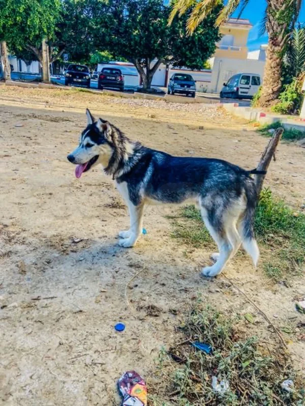 🐾 Husky mâle à vendre – 5 mois – Grombalia (Nabeul)