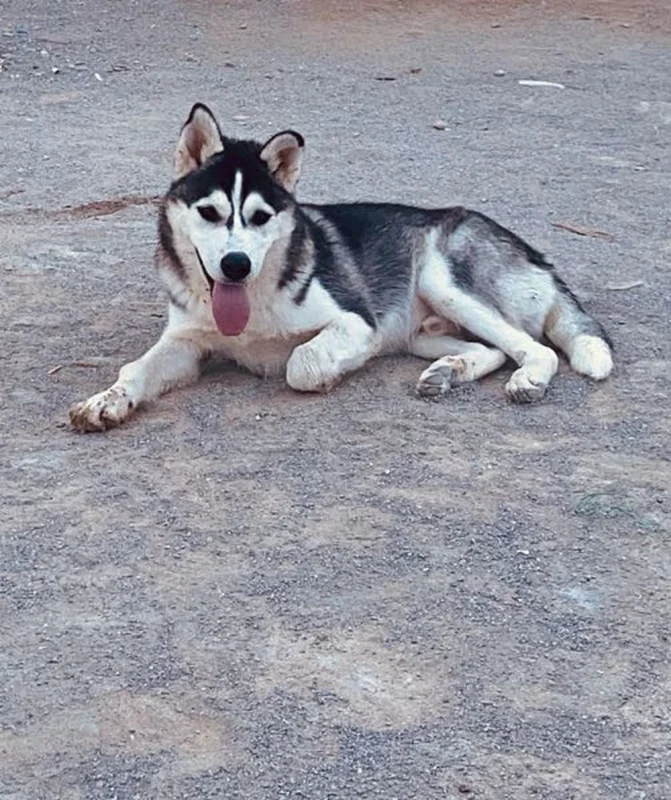 🐾 Husky mâle à vendre – 5 mois – Grombalia (Nabeul) - Miniature 2