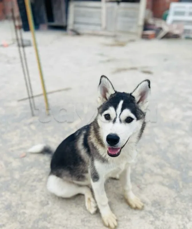 🐾 Husky mâle à vendre – 5 mois – Grombalia (Nabeul) - Miniature 3