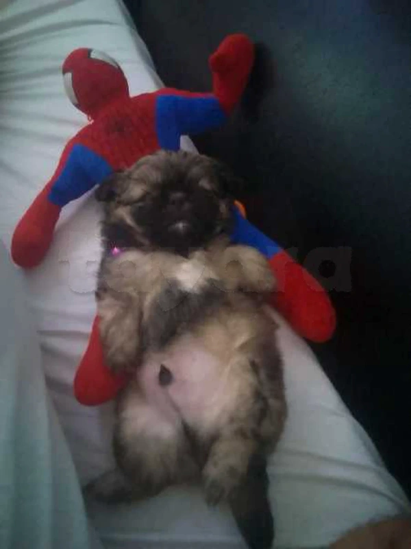 Male pékinois Pure Race âge de 45 jours top 26337872