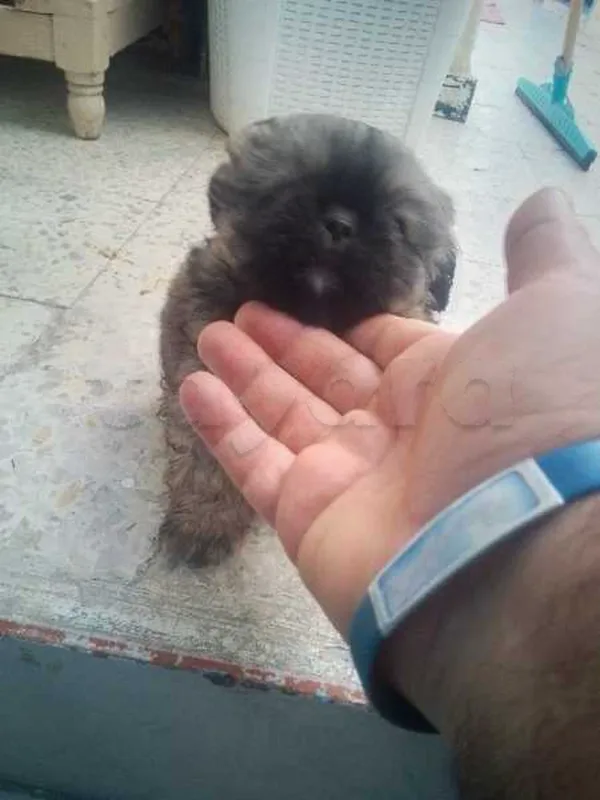 Male pékinois Pure Race âge de 45 jours top 26337872 - Miniature 2