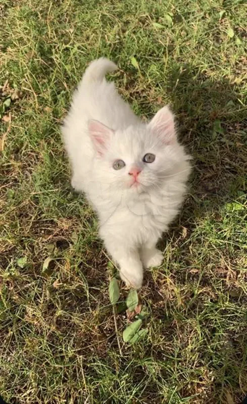 chaton persan à vendre