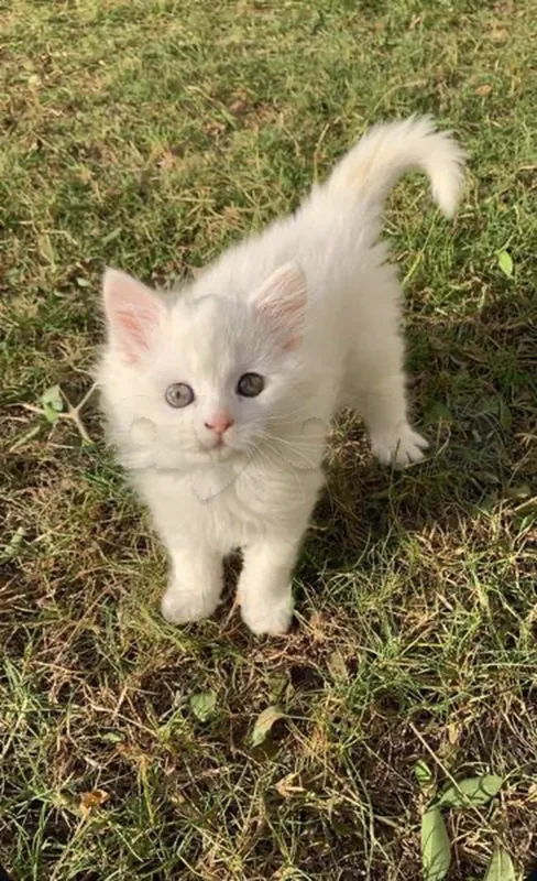 chaton persan à vendre - Miniature 2