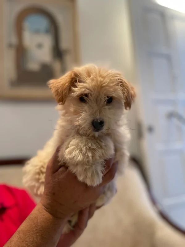 Bichon maltais - Miniature 2