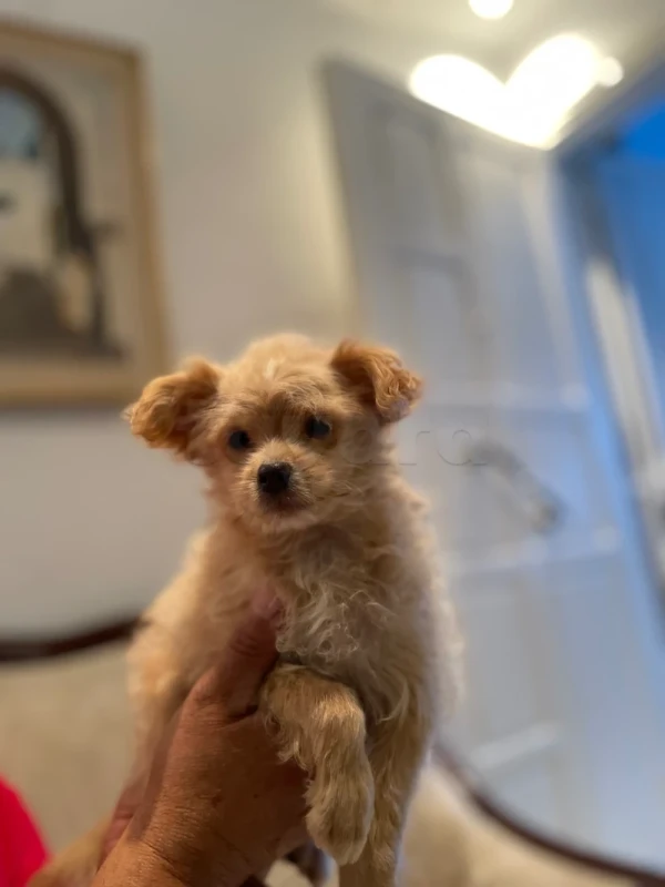 Bichon maltais - Miniature 3