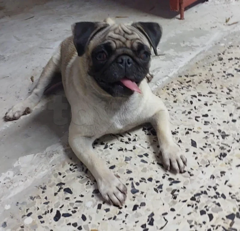 Carlin - Miniature 2