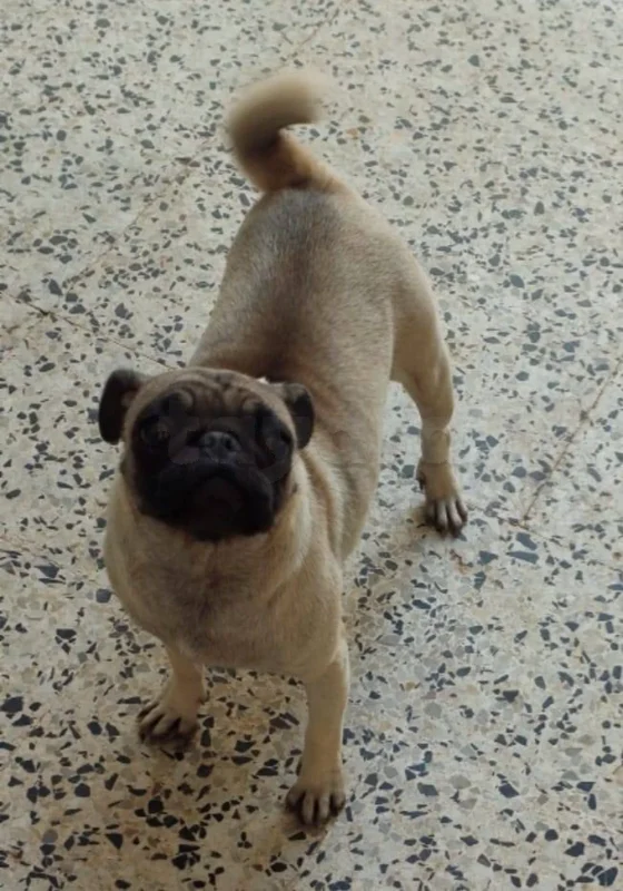 Carlin - Miniature 3