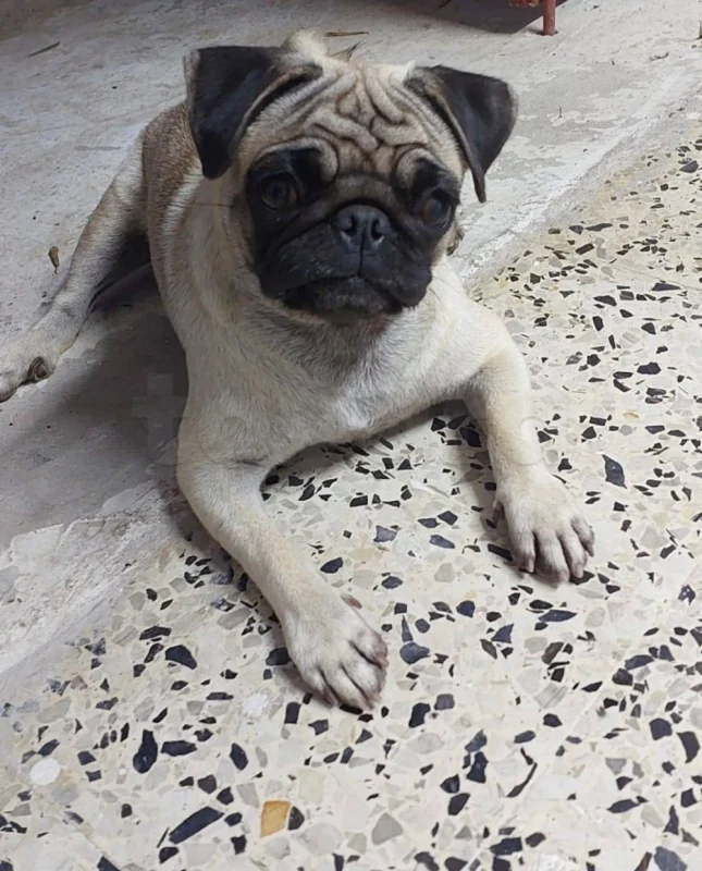 Carlin - Miniature 4