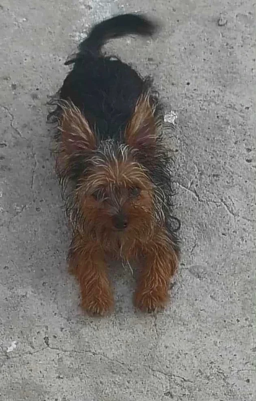 Femelle yorkshire toy âge 6 mois