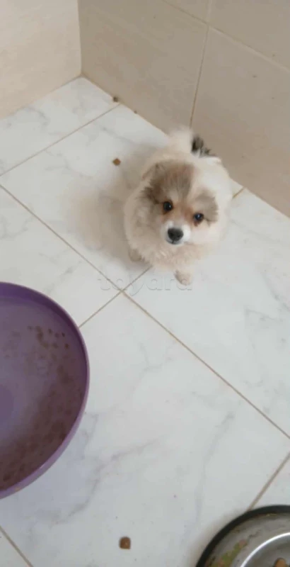 Chien spitz - Miniature 3