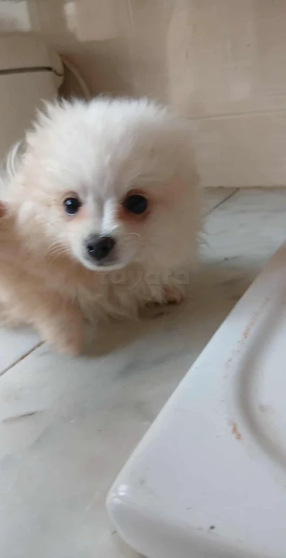 Chien spitz - Miniature 4