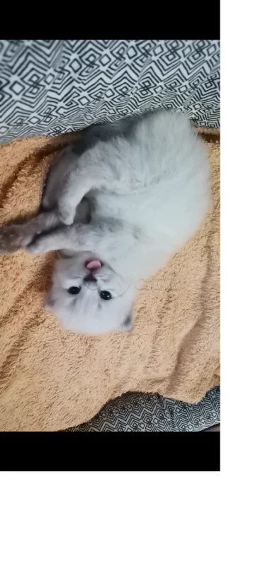 Chaton persan - Miniature 2