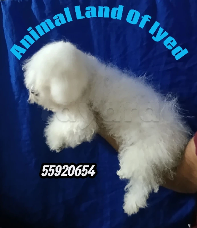 mini bichon frisé race pure