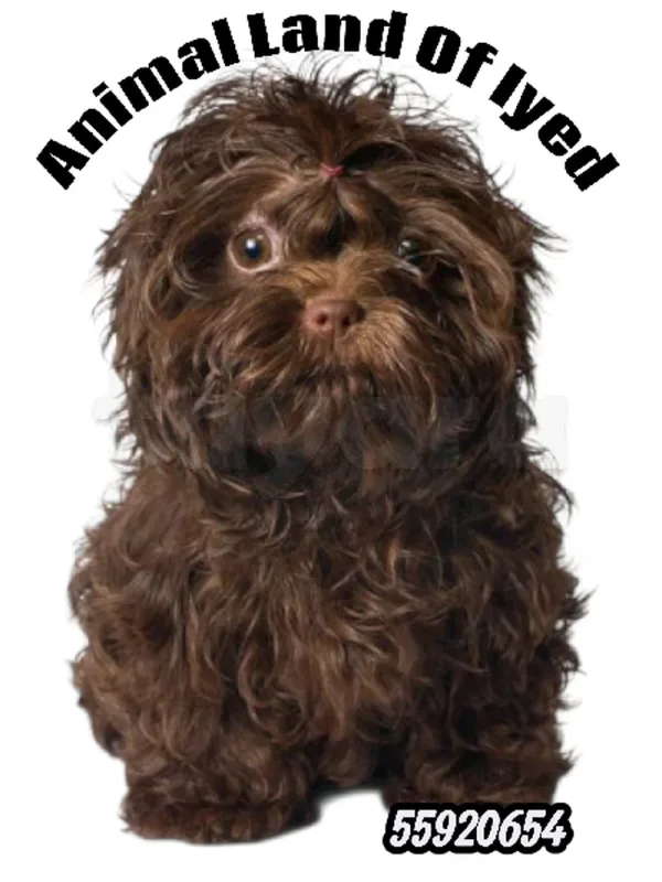 bichon russe race pure