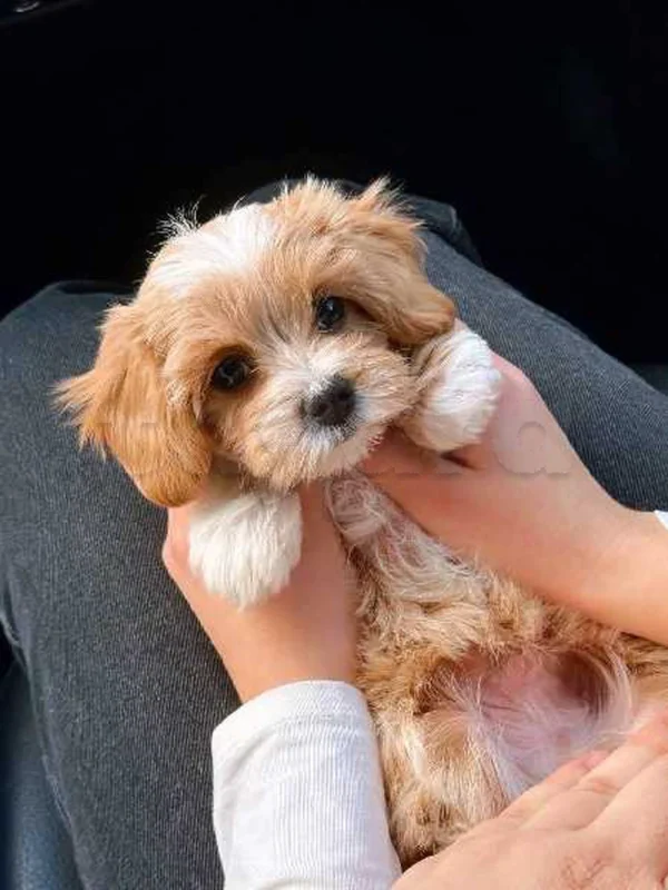 Bichon chien de poche  caniche nain
 age 2 mois
protocole de vaccination a jour 
Livraison  possible pour tt la Tunisie 
92 425 538