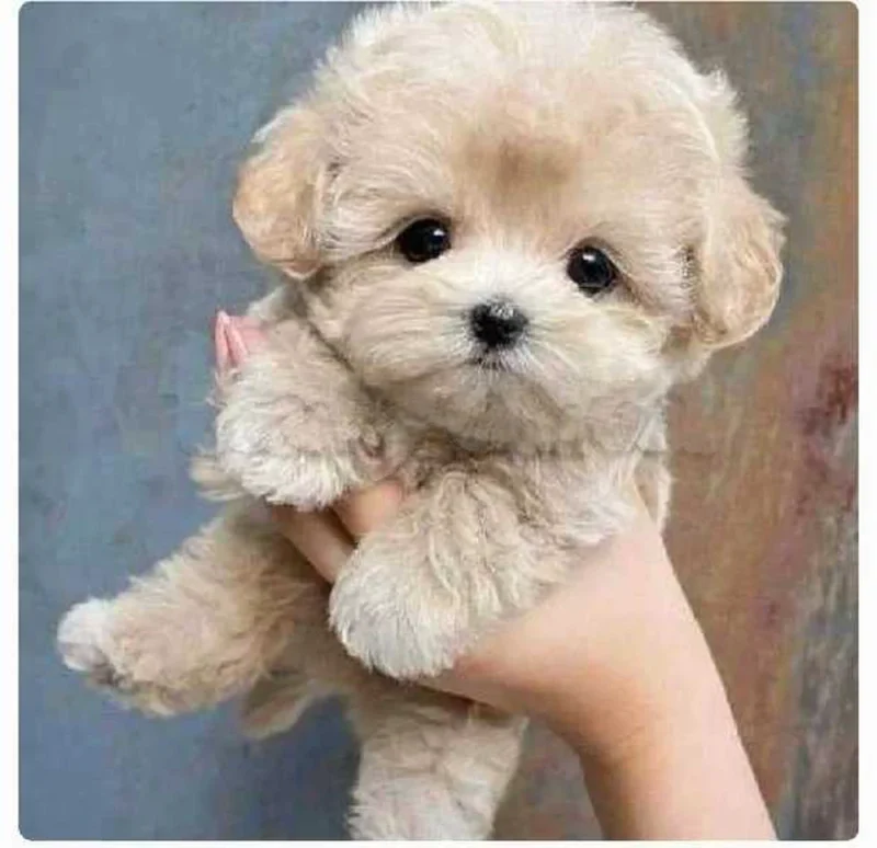 Bichon chien de poche  caniche nain
 age 2 mois
protocole de vaccination a jour 
Livraison  possible pour tt la Tunisie 
92 425 538 - Miniature 3