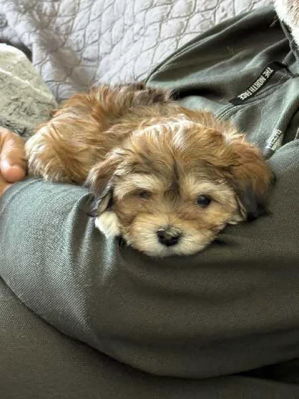 Bichon chien de poche  caniche nain
 age 2 mois
protocole de vaccination a jour 
Livraison  possible pour tt la Tunisie 
92 425 538 - Miniature 4