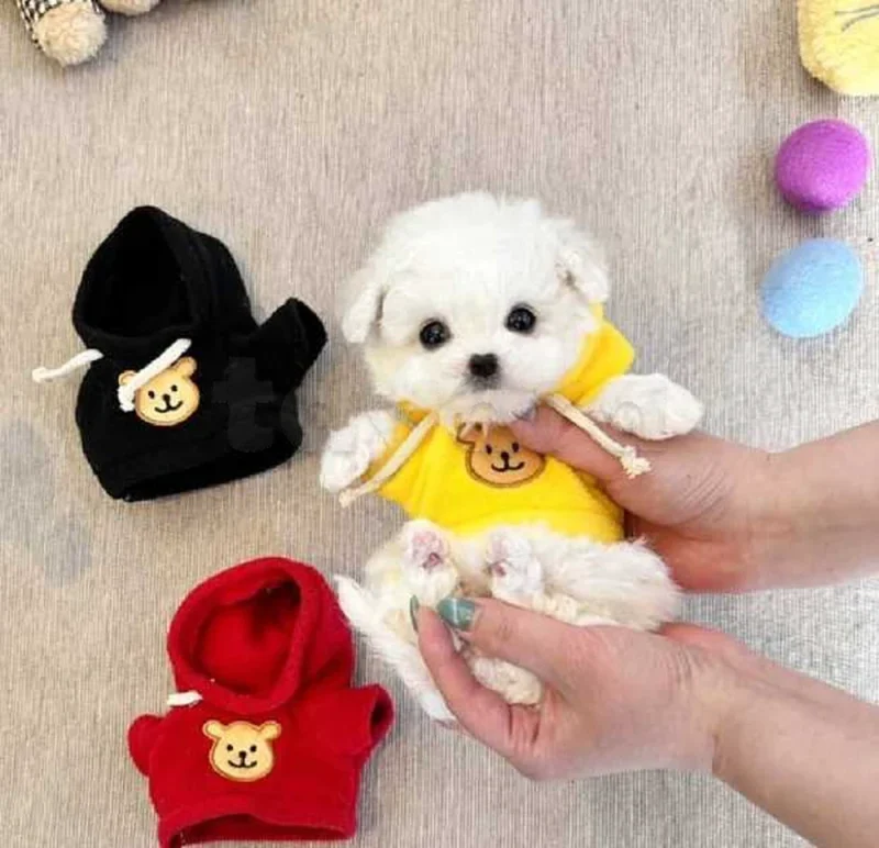 Bichon chien de poche  caniche nain
 age 2 mois
protocole de vaccination a jour 
Livraison  possible pour tt la Tunisie 
92 425 538