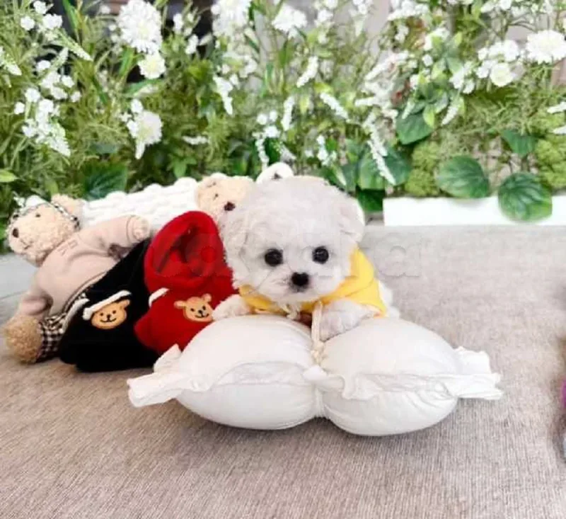 Bichon chien de poche  caniche nain
 age 2 mois
protocole de vaccination a jour 
Livraison  possible pour tt la Tunisie 
92 425 538 - Miniature 2