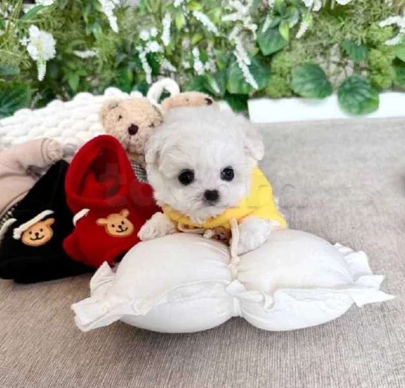 Bichon chien de poche  caniche nain
 age 2 mois
protocole de vaccination a jour 
Livraison  possible pour tt la Tunisie 
92 425 538 - Miniature 3